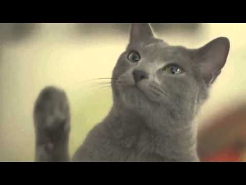 Cute cat commercial collection of Japan !