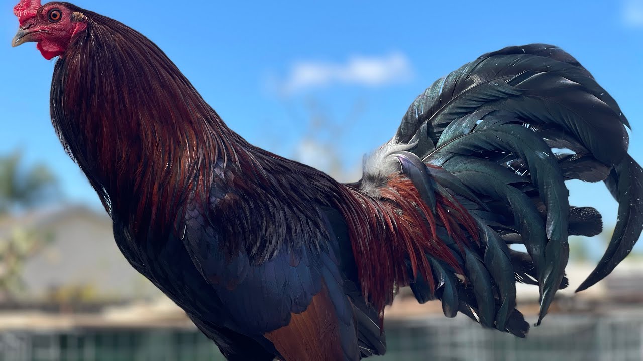 PENNY HATCHES DE PRIMERA CLASE