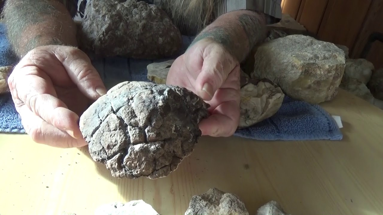 A close look at dinosaur bones and fossil identification - YouTube