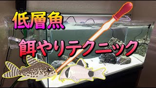 熱帯魚 コリドラスなど低層魚が餌を横取りされる時に使えるテクニック Youtube