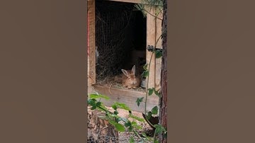 Bunny Rabbits climb fences