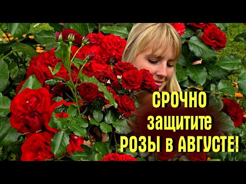 PROTECT YOUR ROSES IN AUGUST URGENTLY Cocktail Recipes For FALSE POWDERY MILDEW On Roses