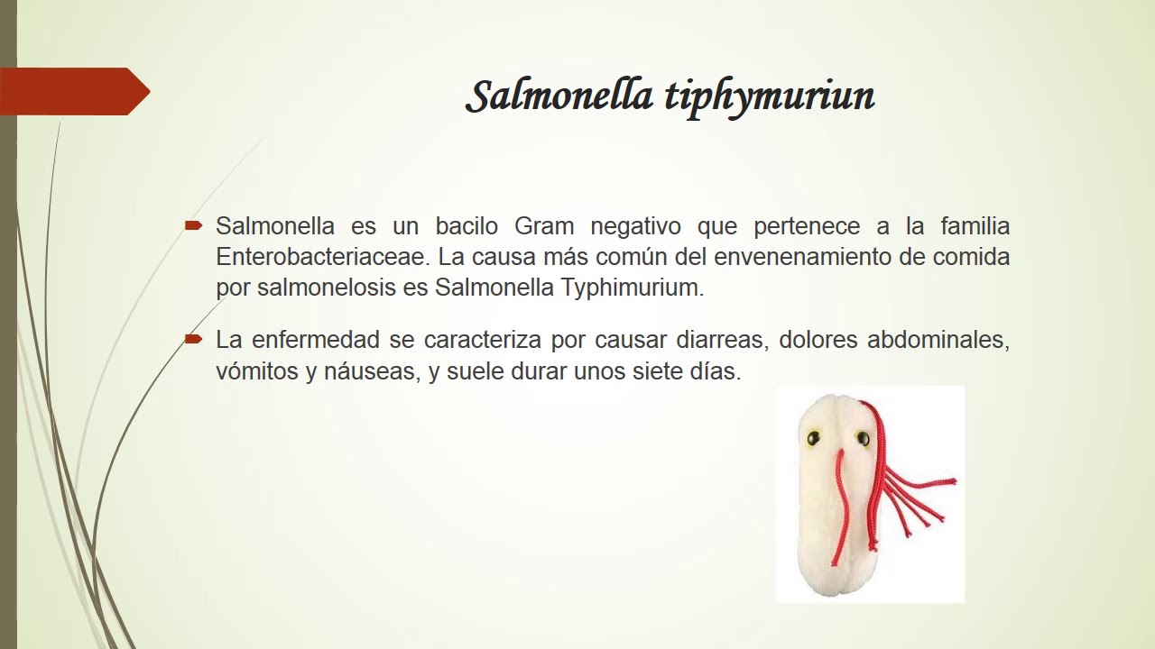 salmonella typhimurium