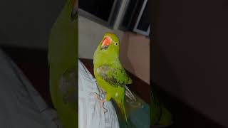 mitthu 🦜❤️❤️ #explore #parrot #hitcollection #trending #songcollection #viral #bolnewalatota