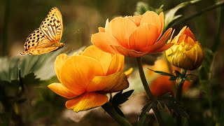 Relaxing Meditation Music Restore & Balance All Energy Pathways - Flowing Water