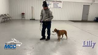 MCC Dog Obedience Bootcamp Update Video (12/09/2024)