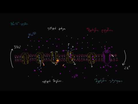 ნატრიუმ-კალიუმის ტუმბო