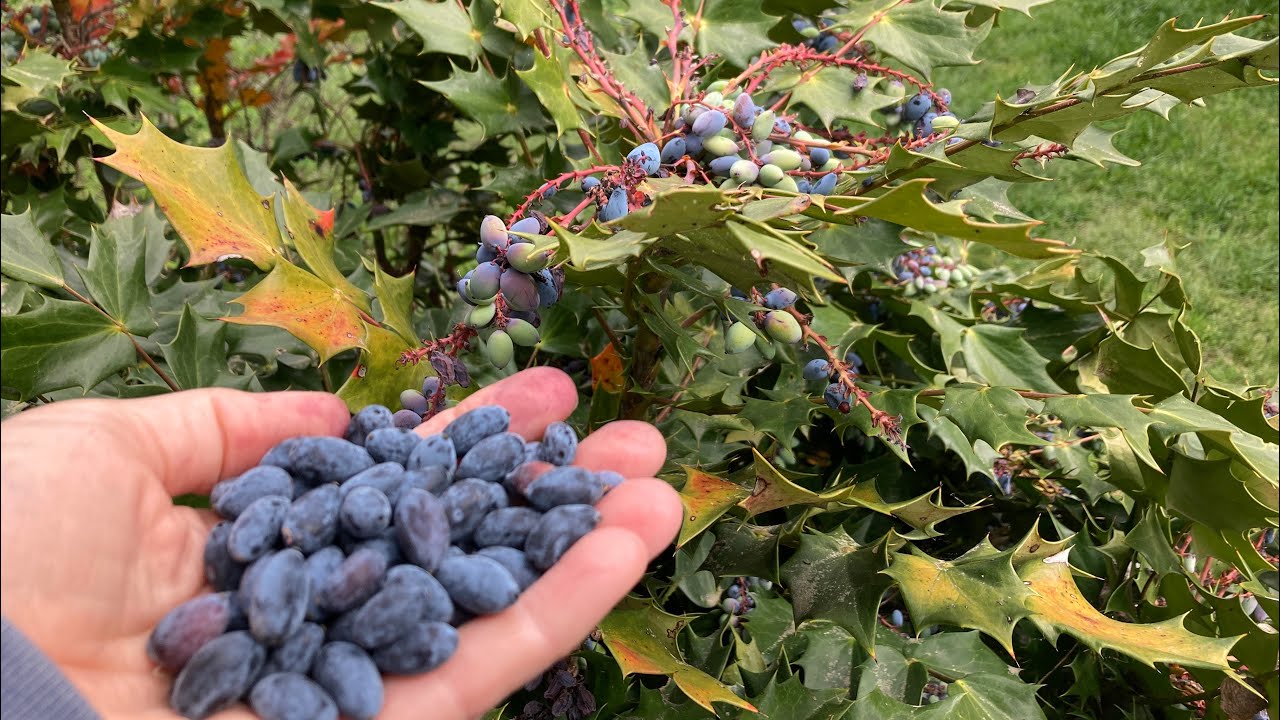 Have you ever eaten Mahonia Berry (aka Oregon Grape)?