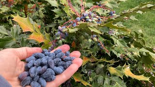 Have you ever eaten Mahonia Berry (aka Oregon Grape)?