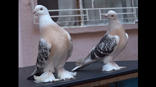 YÜZÜMÜ GÖSTERİYORUM !!!