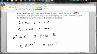 Level 1 genetics problem # 12