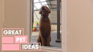 How to Teach Your Dog to Use a Doggie Door | PETS | Great Home Ideas