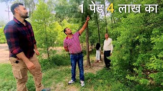 क्या इस किसान ने 5 एकड़ में चंदन की खेती करके सही निर्णय लिया है? Sandalwood Chandan Tree farming