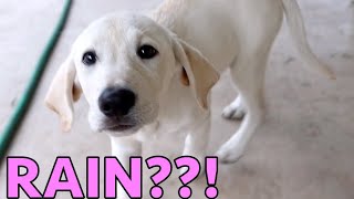 LABRADOR PUPPY SEES RAIN FOR FIRST TIME!