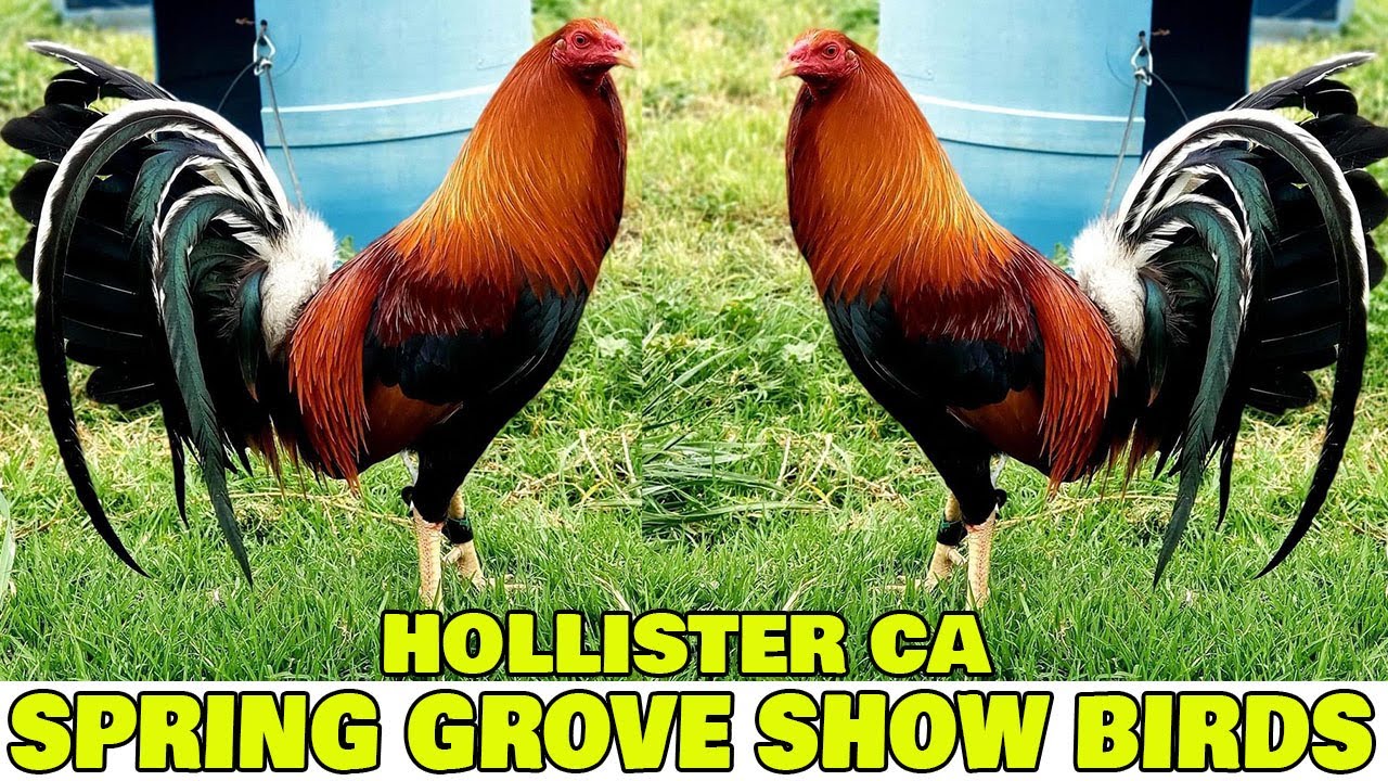 SPRING GROVE SHOW BIRDS - Farm Visit California - YouTube