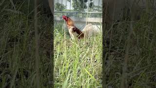 Incredible Power! High-Quality Peruvian Gamefowl 2026