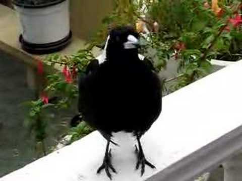 Magpie Singing