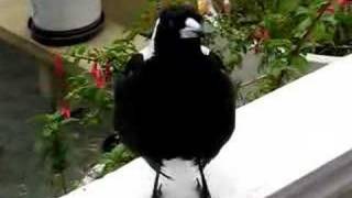 Magpie Singing