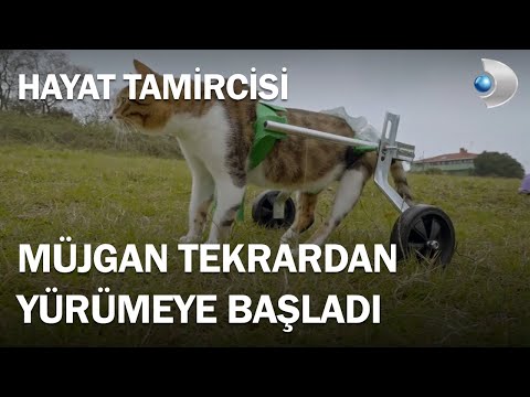 Hayat Tamircisi Arka Ayakları Felç Olan Müjgan Kediye Yürüteç Yaptı - Hayat Tamircisi 3.Bölüm