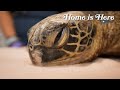 The unique biology of green sea turtles  pbs hawaii