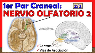 🥇 1er Par Craneal - NERVIO OLFATORIO (2 de 2). Centros Olfatorios, Vías de Asociación