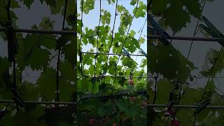 Подвязка на арку..... #виноград #grape #подвязка #арка #сад #дача #garden #спина