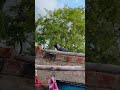 Hungry crow Good catch 👌🦅