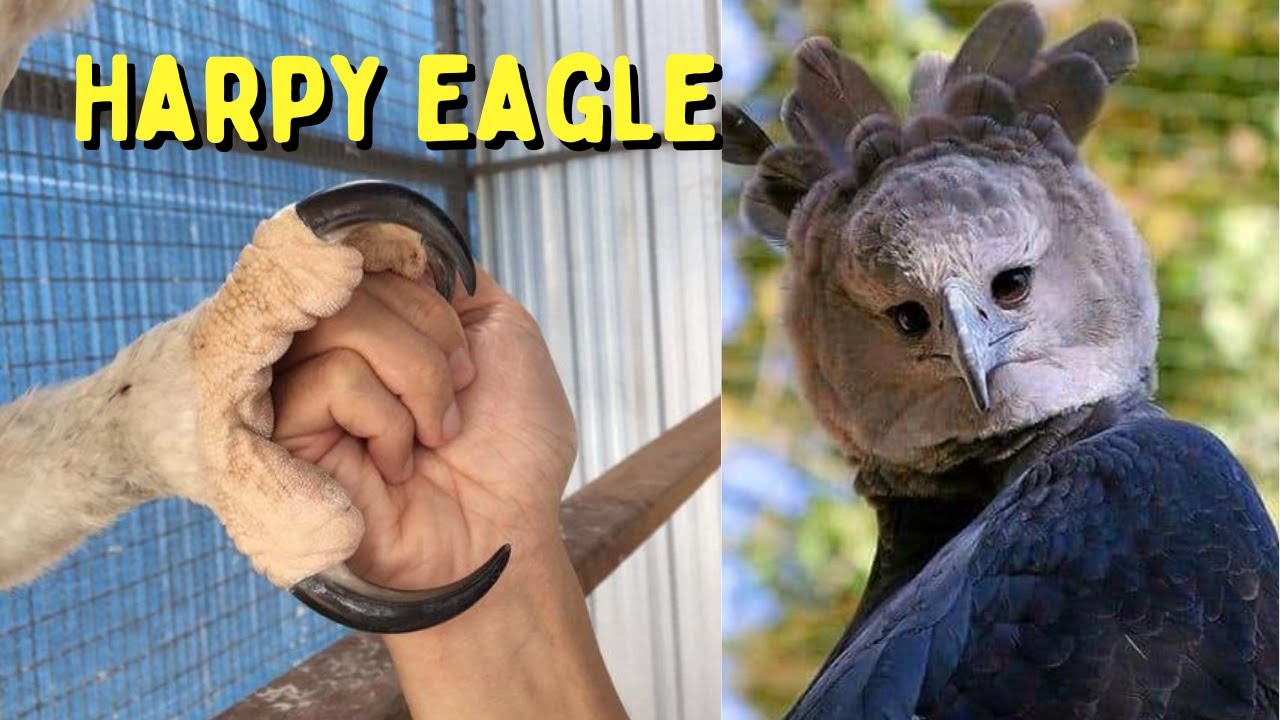 Harpy Eagle Largest Eagles in the World 