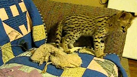 Watch the video about Female Serval Kitten 2012 Valleystables-exotics.com !!! ONE!