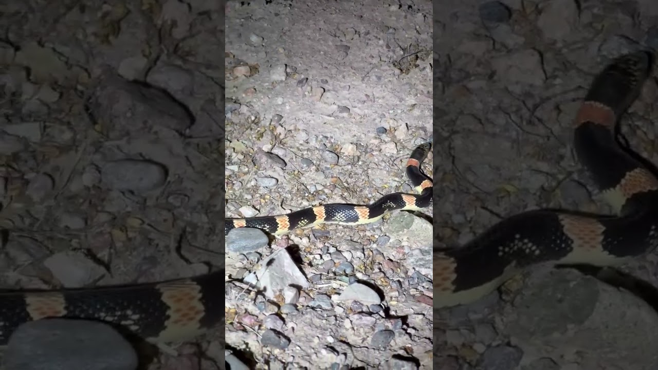 Have You Seen This Kind Of Snake?