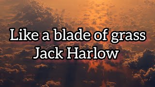 Jack Harlow - like a blade of grass ( lyrics )