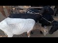 Feira do bode de Jataúba PE muitas cabras leiteiras