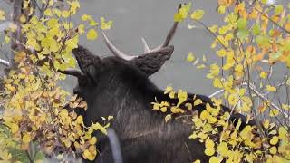 Jasper National Park, AB, CA--Part-3 by TRAVELING WITH NATURE-Sasi 36 views 5 months ago 7 minutes, 15 seconds