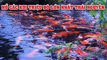Hồ Cá Koi Triệu Đô Lớn Nhất Thái Nguyên