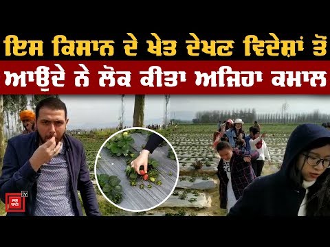 ਇਸ Farmer ਦੇ ਖੇਤ ਦੇਖਣ ਵਿਦੇਸ਼ਾਂ ਤੋਂ ਆਉਂਦੇ ਨੇ ਲੋਕ