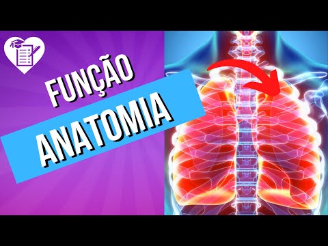 Vídeo: Pulmões Como órgão Respiratório