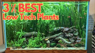 3.5 MUST HAVE easy plants for low tech planted aquarium