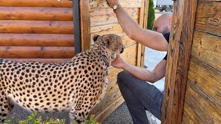 Cheetah Gerda and the window to the new world. Sasha let the cat look outside the fence