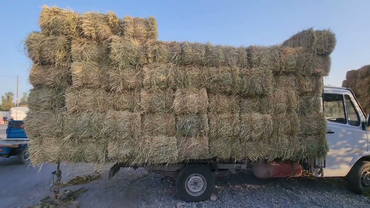 Somon pres, beda pres, yem-hashak narxlari 