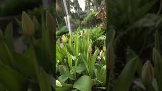 Corona Loop | quality test