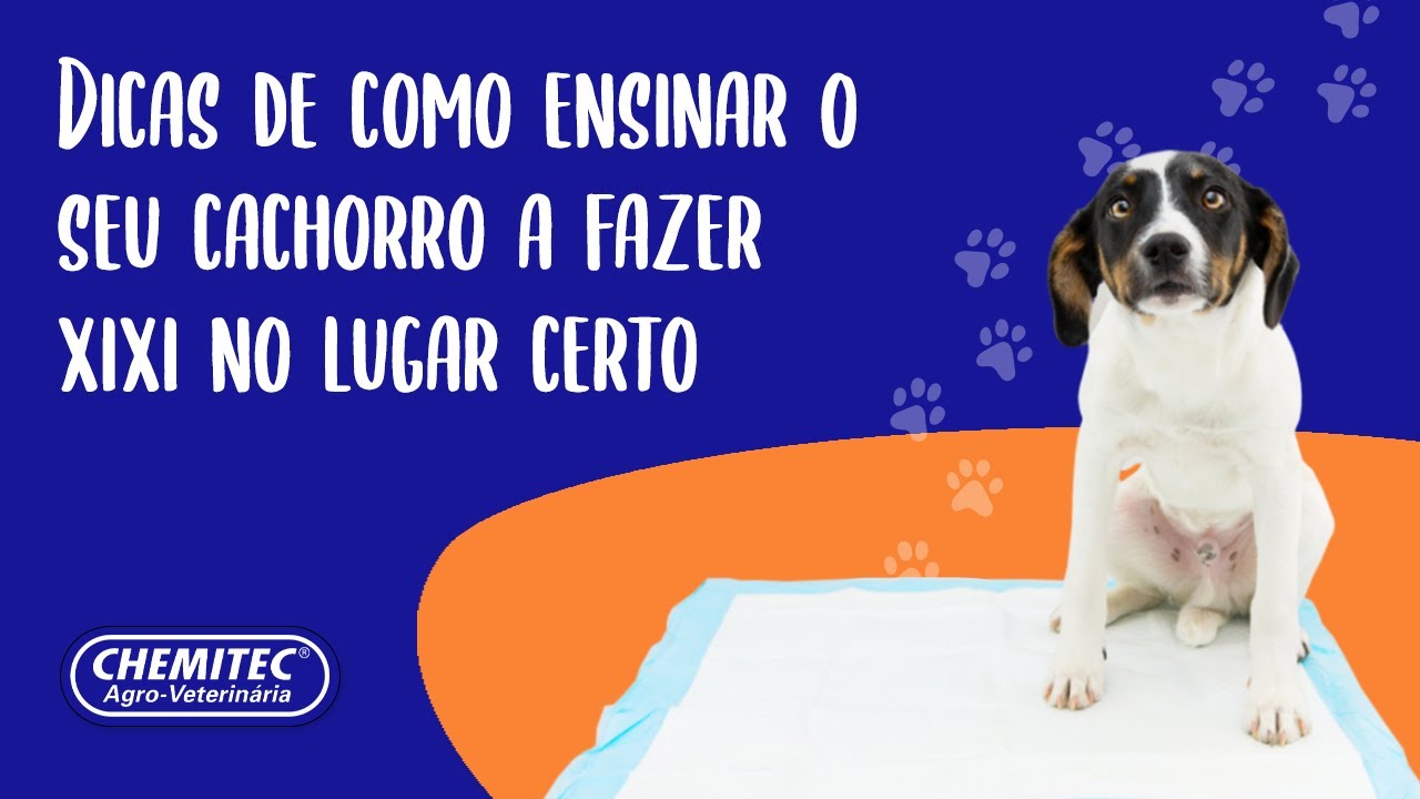 O que devo ensinar ao meu pet?