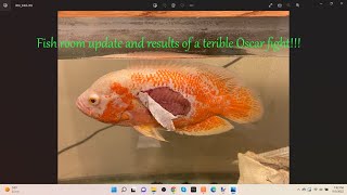 Fish room update and Oscar fight results. 