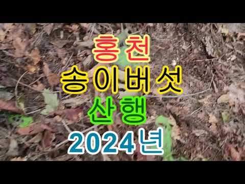 홍천 송이 버섯 <strong>산행</strong> 2024년