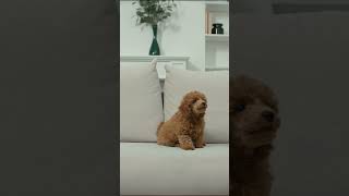 Funny Dog Video #11  Cute Toy Poodle Sitting On The Sofa