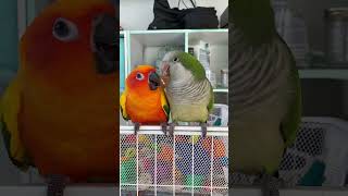 Quaker parrot gives a kiss to Sun conure