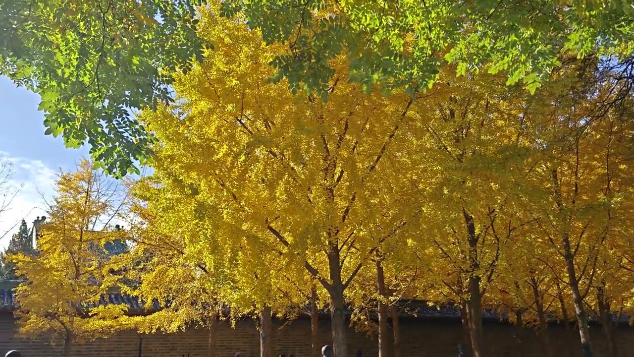 20251109月坛公园北门