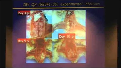 Infectious Bronchitis Virus IBV  Prof  Dr  H  M  Hafez Free University Berlin