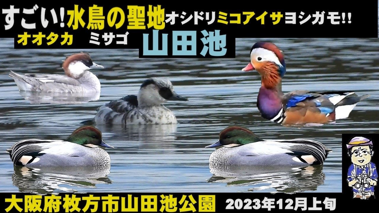 水鳥の宝庫！山田池、野鳥の種類ミコアイサからオシドリ、トモエガモ