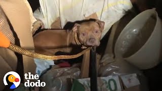 This Mama Dog Just Wanted Her Freezing Pups To Be Warm | The Dodo Resimi