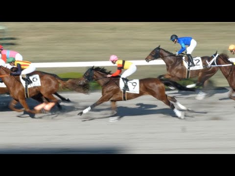 ペイルライダー × 武豊 大外から一瞬脚を使うも伸びず7着 阪神7R 3歳2勝クラス ダート1800m 2021年12月19日